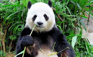 娱乐吃瓜酱功勋大熊猫,国宝传奇，熊猫界的明星风采  第1张